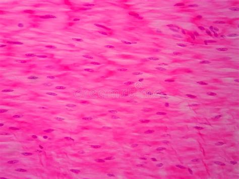 Histology of Human Smooth Muscle Stock Image - Image of human, background: 95222897