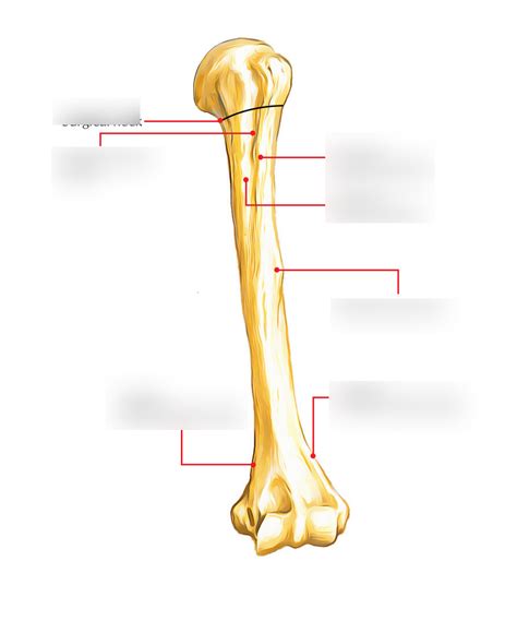 Humerus Bone Diagram | Quizlet