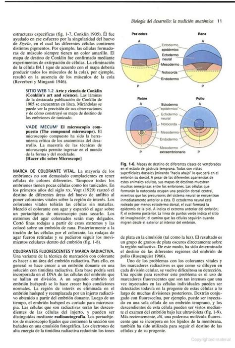 Biolog A Del Desarrollo Gilbert A Edici N Pdf