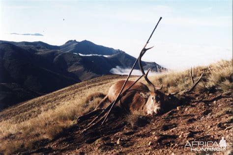 Red Deer Hunting | AfricaHunting.com