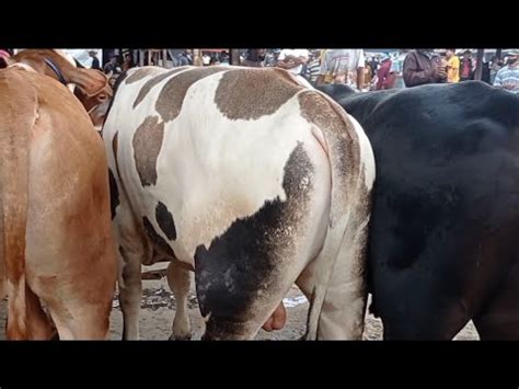 RIVIEW HARGA SAPI UnIK DI PASAR MULAI HARGA 20 JT An SAJA YouTube