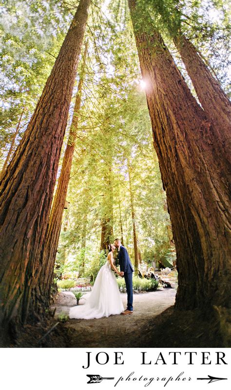 Best Redwoods Forest Wedding Photographer In San Francisco And Northern