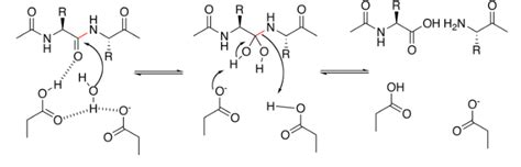 Solved The Mechanism For Peptide Bond Cleavage Through Chegg