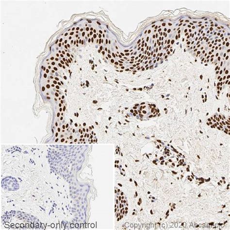 Anti Ds Dna Antibody [35i9 Dna] Bsa And Azide Free Ab27156 Abcam