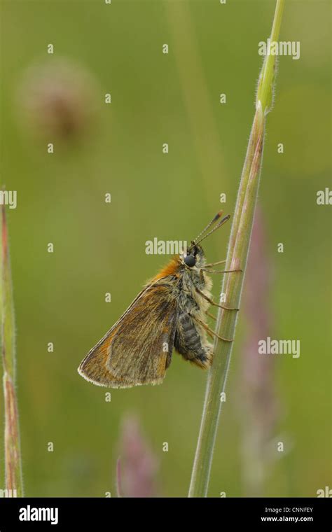 Small Skipper Thymelicus Sylvestris Adult Female Laying Eggs In