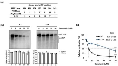 Ijms Free Full Text Distinctive Hbv Replication Capacity And