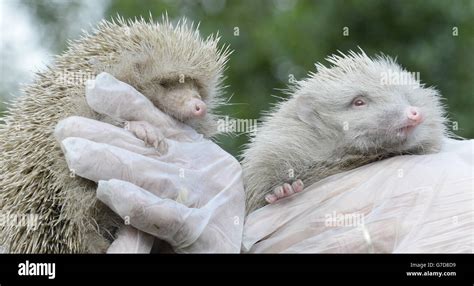 Two Rare Albino Hedgehogs Rescued Stock Photo Alamy