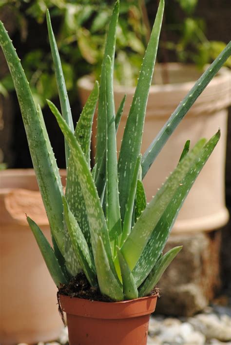 Kunert Keramik | Echte Aloe Vera,medizinisch,ca.45cm, sehr große Pflanzen