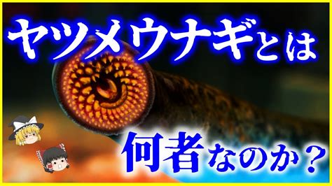 【ゆっくり解説】寄生し、吸血する⁉謎の生物「ヤツメウナギ」とは何者なのか？を解説実は生きた化石？鰻でも魚でもない不思議な生物の生態