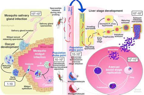 Plasmodium Life Cycle Cdc