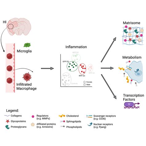 Inflammatory Metabolic And Sex Dependent Gene Regulatory Dynamics Of Microglia And Macrophages