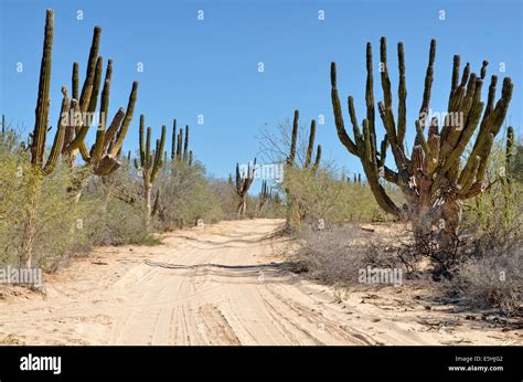 Sandy Road With Cardon Cactus Pachycereus Pringlei Cactus Desert At