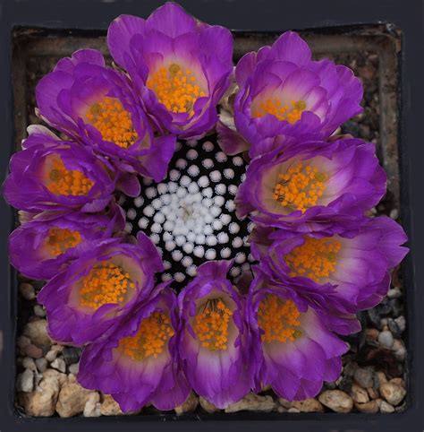 Mammillaria Luethyi Dornenwolf Flickr