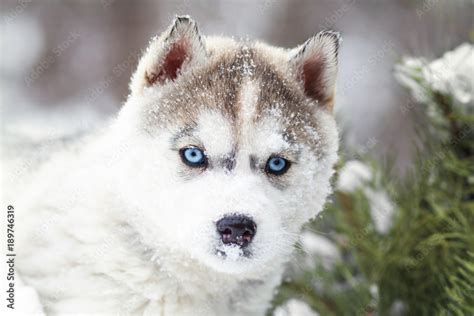 Husky Puppies Wallpaper With Blue Eyes - Infoupdate.org