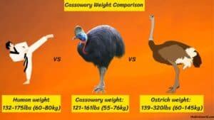 Cassowary Size Explained & Compared Ostrich, Emu, Human