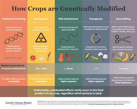 Infographic Are Genetically Engineered Crops Less Safe Than