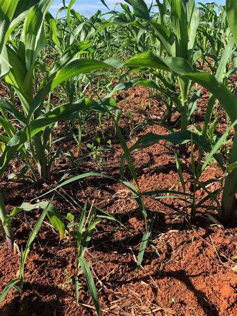 Corn Plantation On Tropical No Tillage System Integrated Corn Grass