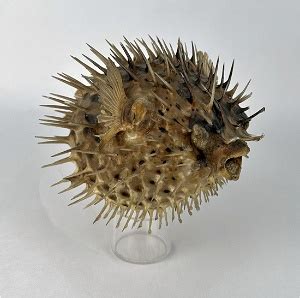 Taxidermy Puffer Fish