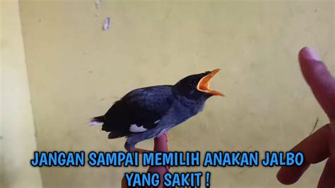 ANAKAN BURUNG JALAK KEBO YANG SEHAT YouTube