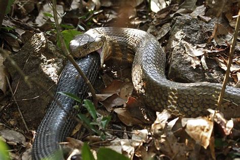 King Cobra Ophiophagus Hannah Cannibalism Photos Framed Prints