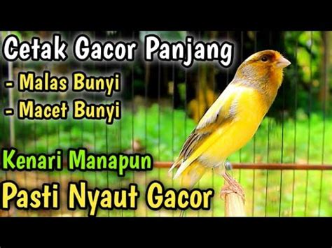 Kenari Gacor Panjang Untuk Pancingan Burung Kenari Gacor Yang Malas