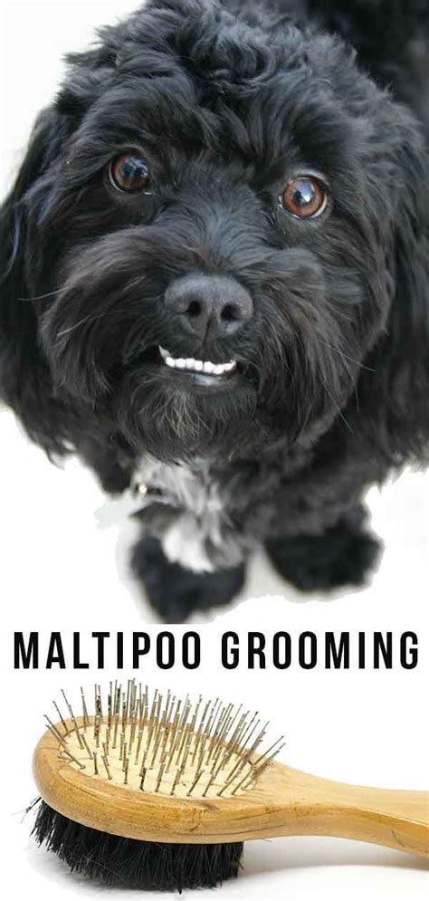 Maltipoo Grooming Videos, Tips, Tricks and Tools | Maltipoo, Dog ...