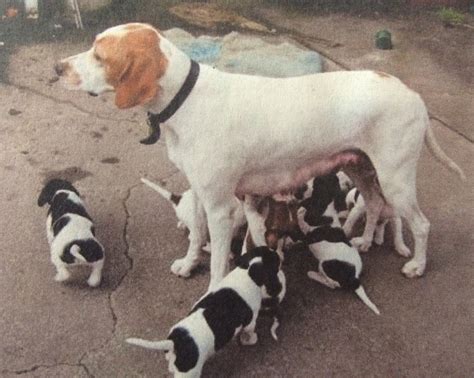 English Pointer Puppies For Sale | Liberty, SC #220861