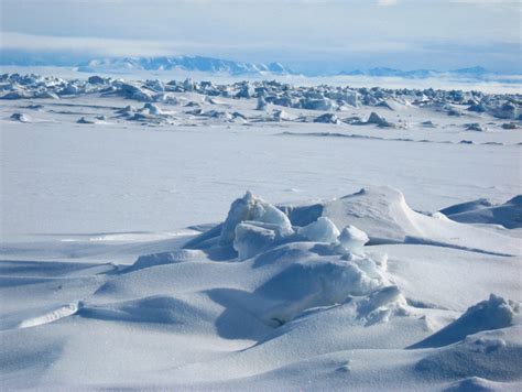 Biome Polar Bears