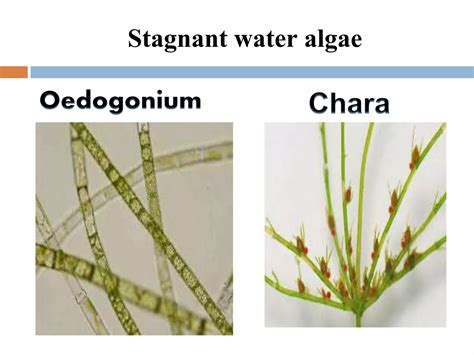 General Characteristics Of Algae Ppt