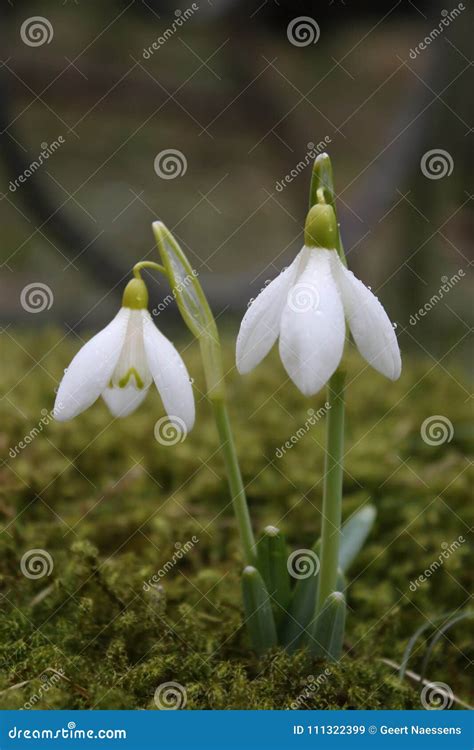 Snowdrops in grass stock image. Image of early, woods - 111322399