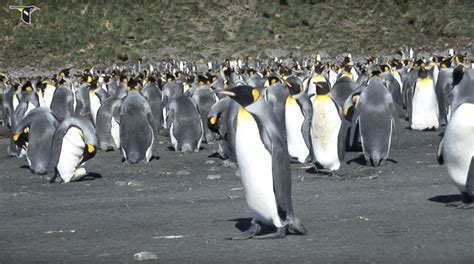 King Penguin | Bird Academy • The Cornell LabBird Academy • The Cornell Lab