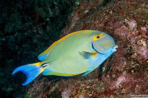 Eyestripe Surgeonfish Acanthurus Dussumieri Spanglers Scuba