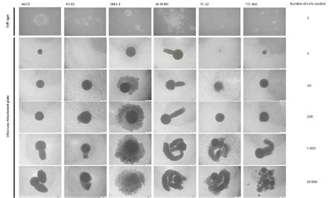 Self Renewing Ability Of Es Cell Lines Single Cell Suspensions Of Es