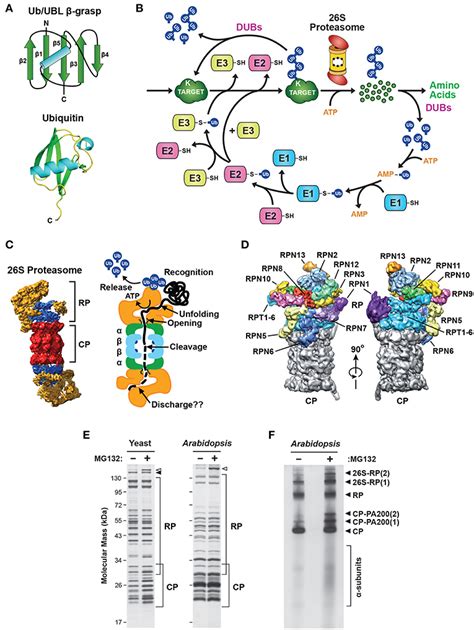 Frontiers Dynamic Regulation Of The 26s Proteasome From Synthesis To Degradation