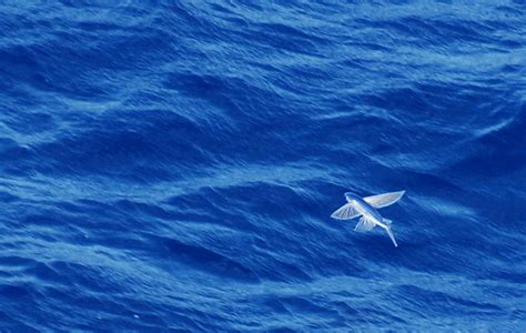 El Pez Volador De Maldivas Disfruta Del Vuelo De Este Curioso Animal