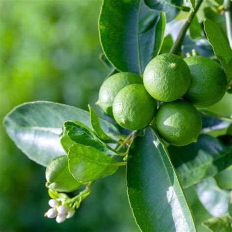 Live Lime Tree Premium Citrus Lime Plant Year Round Fruit Production