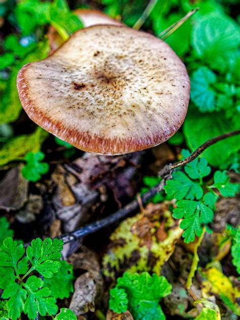 Mushroom 2 Om1 And Panasonic 9mm F17 Prime Markdbaynham Flickr