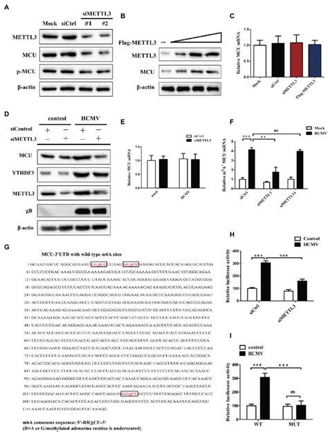 Mettl3 Upregulates Mcu Protein Expression But Not Mrna By