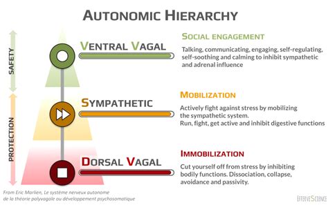 PolyVagal Theory Back To Basics EfferveScience