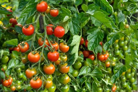 8 Types Of Tomatoes Longtime Gardeners Recommend Growing