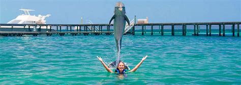 Dolphin Explorer Ms Dreamers Excursiones En Punta Cana Tours