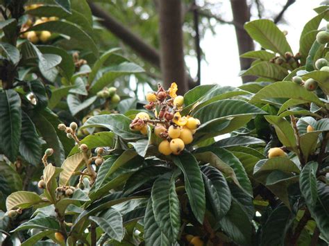 Mosmonul De Lana Eriobotrya Japonica Arbore Cu Fructe Subtropicale