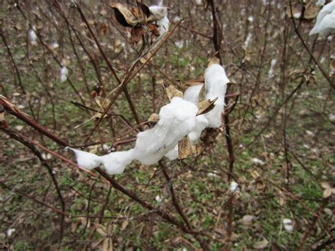 Souvenir Chronicles: ALABAMA: COTTON FIELDS, MONROEVILLE TO MOBILE