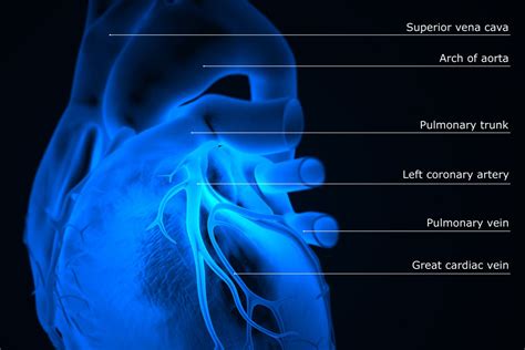 How the Main Pulmonary Artery Delivers Blood to the Lungs