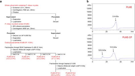 A Flow Chart Representing The Fractionation Scheme Of Polysaccharides Download Scientific