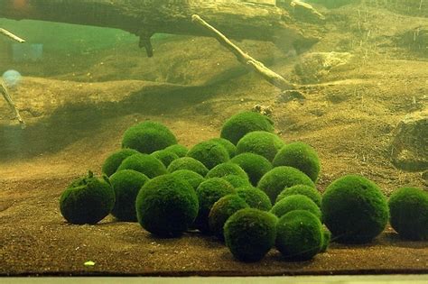 Moss Balls Of Lake Myvatn And Lake Akan Amusing Planet