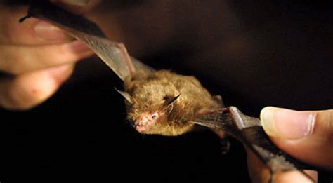 Kitti's Hog-Nosed Bat Is World's Smallest Mammal