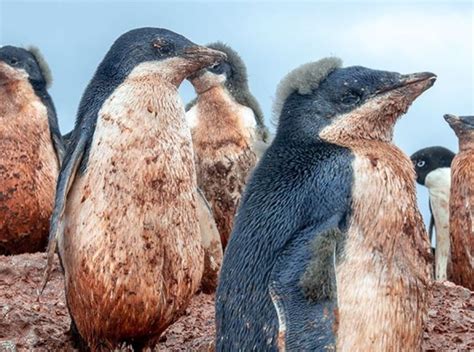 Las Fotos De Pingüinos En La Antártida Que Te Ayudarán A Entender El Peligro Que Corremos