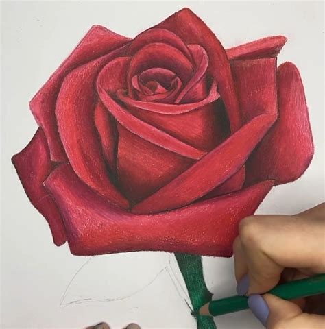 Discover More Than Rose Drawing Images With Colour Seven Edu Vn