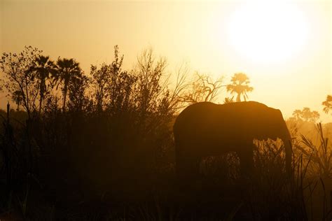 Top destinations for elephant safari in Africa - The Elephant Guide